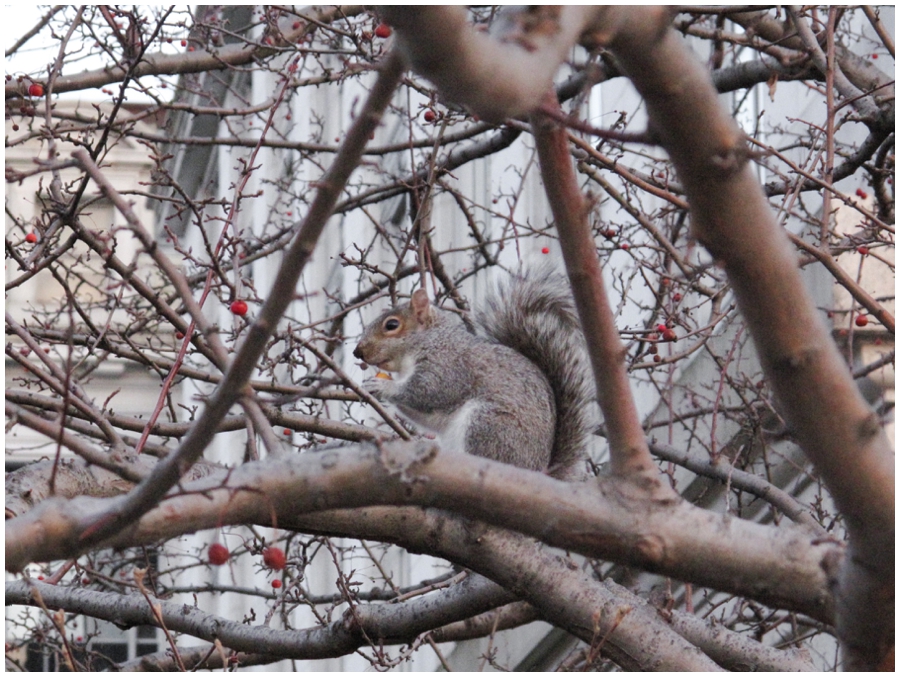 washington DC squirrel