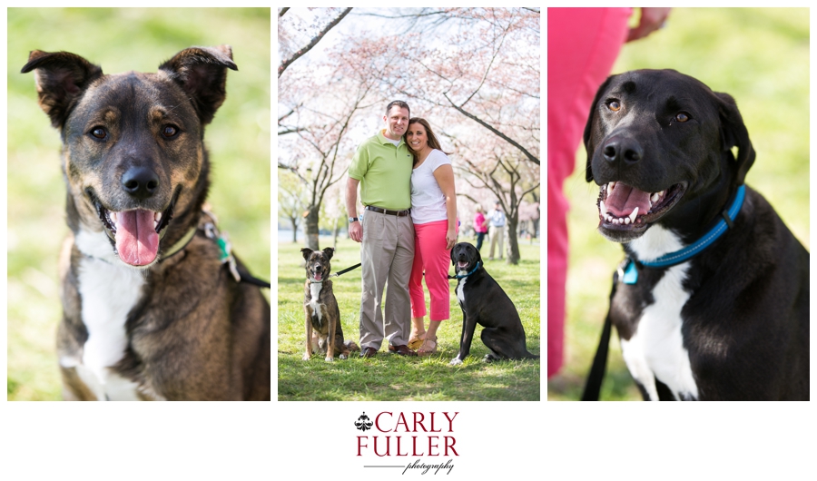 Washington DC Cherry Blossom Engagement Photograph