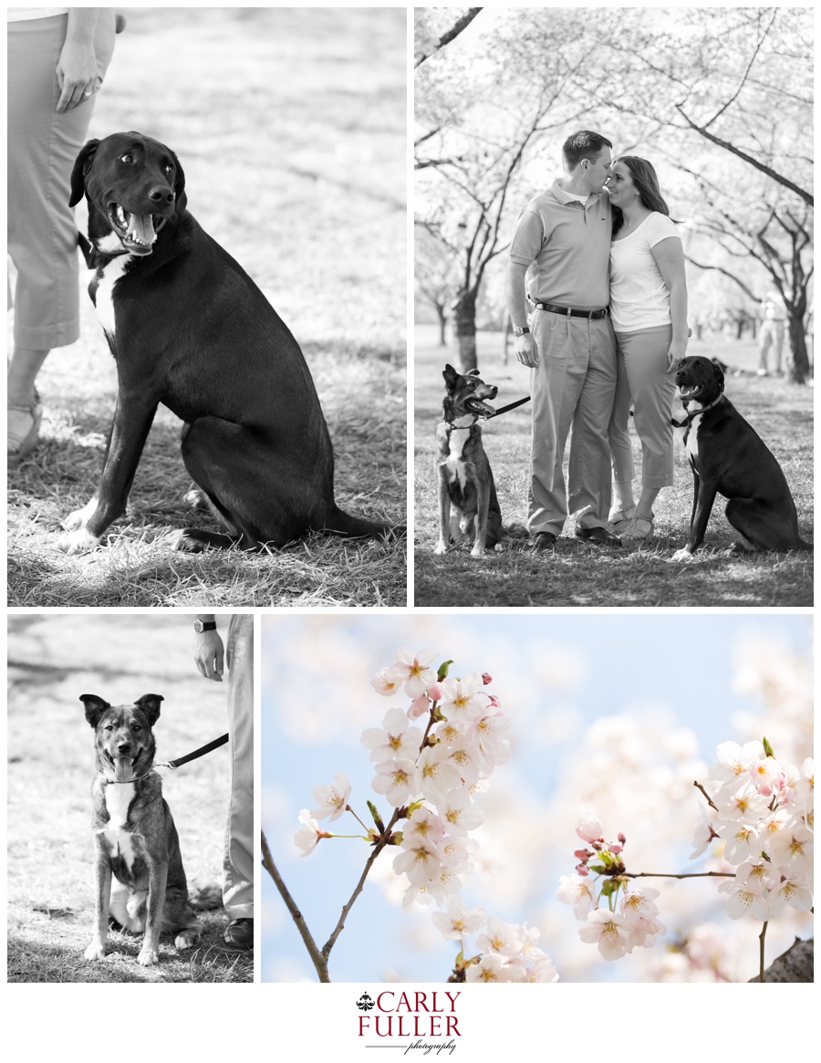 Washington DC Cherry Blossom Engagement Photograph - Franklin Delanor Roosevelt Memorial