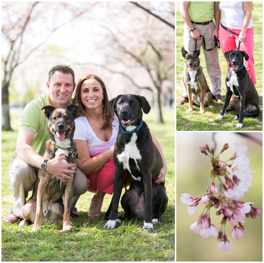 Washington DC Cherry Blossom Engagement Photograph - National Mall Waterfront