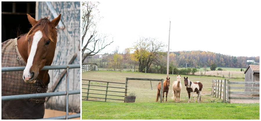 Horses & Farm Engagement Photographs - Fall Engagement Photographer