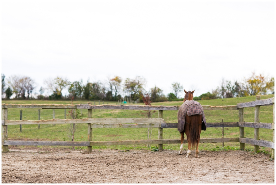 Horses & Farm Engagement Photographs - Fall Engagement Photographer