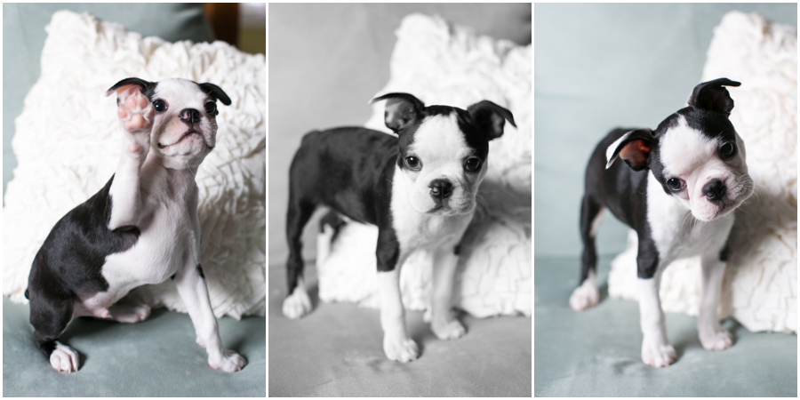 Annapolis Puppy Portrait - Professional Lifestyle Photographer - Boston Terrier Puppy