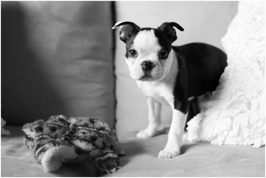 Annapolis Puppy Portrait - Professional Lifestyle Photographer - Boston Terrier Puppy