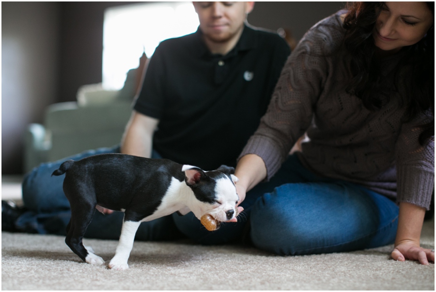 Pasadena Puppy Portrait - Professional Lifestyle Photographer - Boston Terrier Puppy