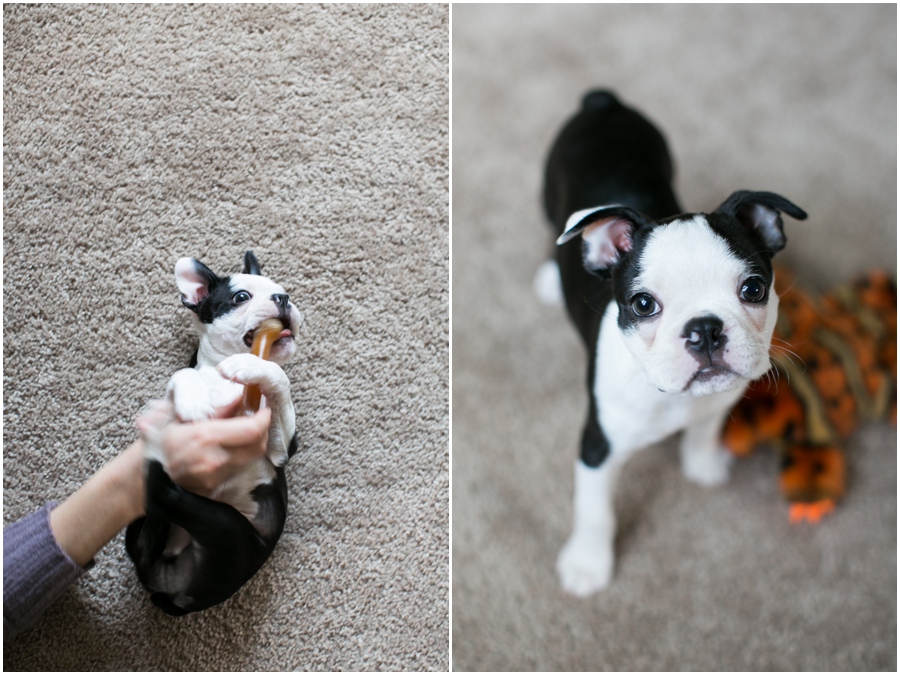 Pasadena Puppy Portrait - Professional Lifestyle Photographer - Boston Terrier Puppy