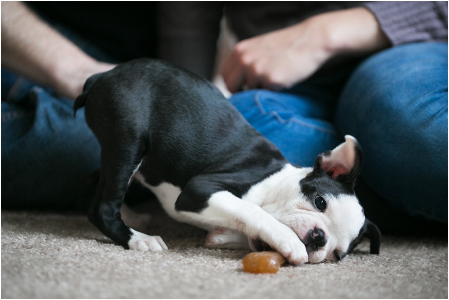 Pasadena Puppy Portrait - Professional Lifestyle Photographer