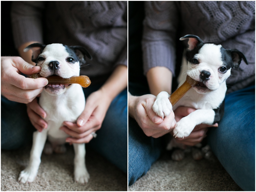 Pasadena Puppy Portrait - Professional Lifestyle Photographer