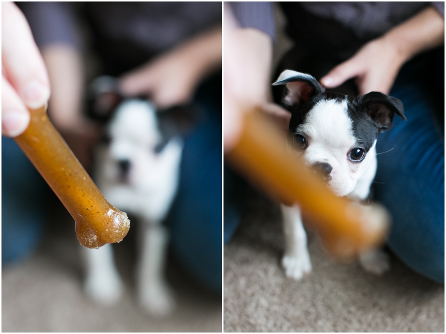 Pasadena Puppy Portrait - Professional Lifestyle Photographer