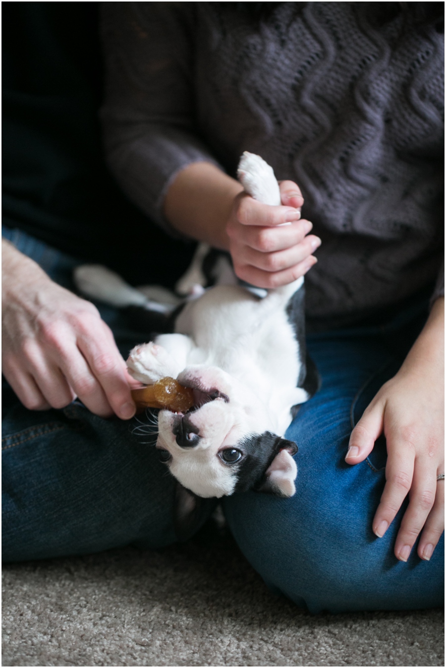 Pasadena Puppy Portrait - Professional Lifestyle Photographer