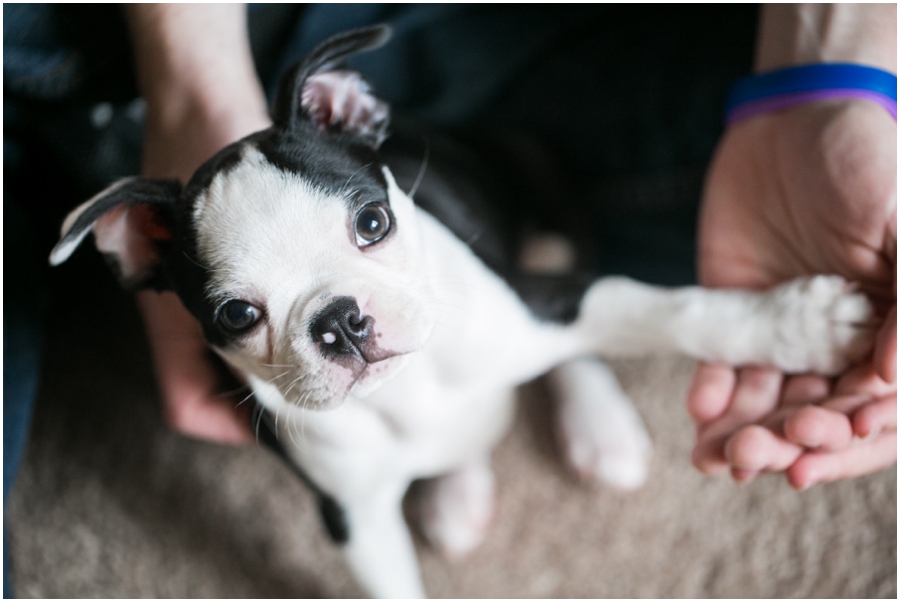 Annapolis Puppy Portrait - Professional Lifestyle Photographer - Boston Terrier Puppy