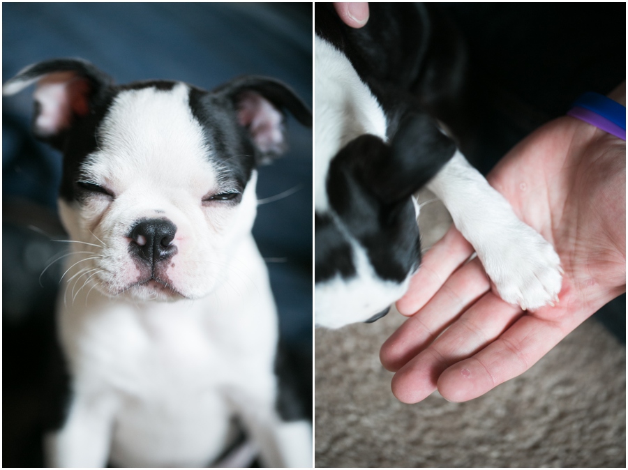 Annapolis Puppy Portrait - Professional Lifestyle Photographer - Boston Terrier Puppy