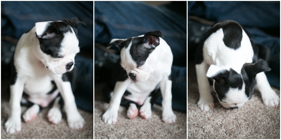 Annapolis Puppy Portrait - Professional Lifestyle Photographer - Boston Terrier Puppy