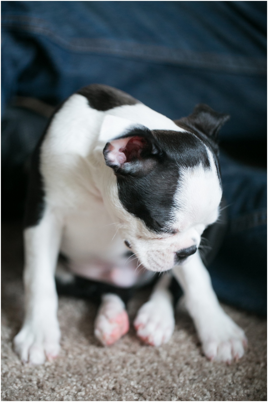 Annapolis Puppy Portrait - Professional Lifestyle Photographer - Boston Terrier Puppy