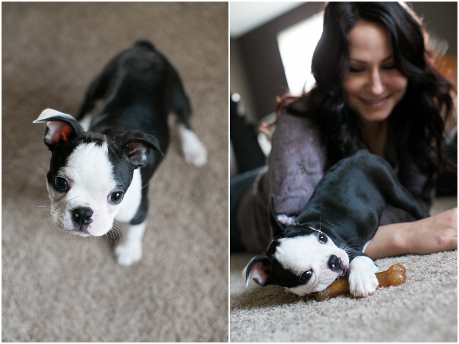 Pasadena Puppy Portrait - Professional Lifestyle Photographer - Boston Terrier