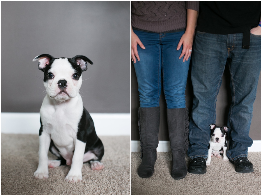 Annapolis Puppy Portrait - Professional Lifestyle Photographer - Boston Terrier Puppy