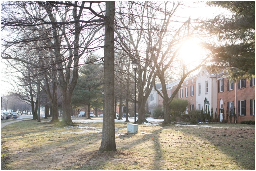 New Project - Annapolis Professional Photographer - Sunflare Tree image