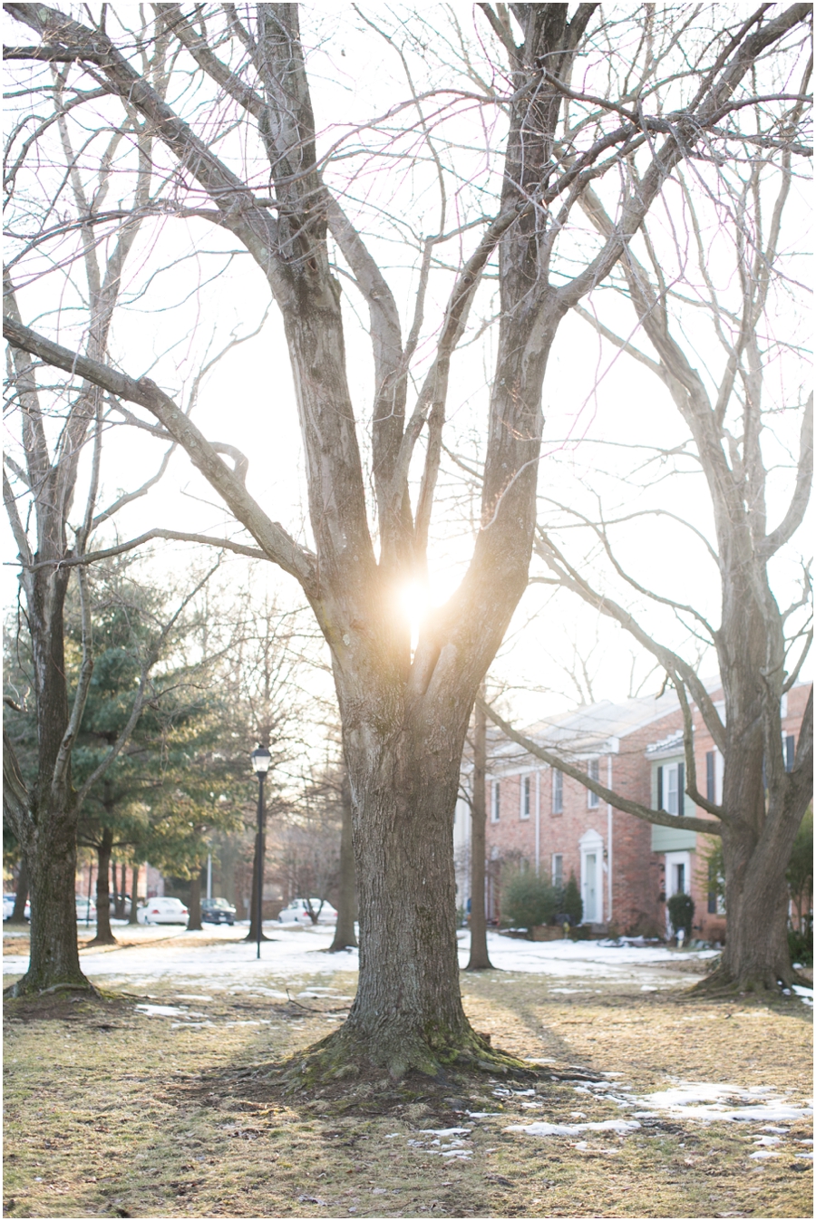 New Project - Annapolis Professional Photographer - Sunflare Tree image