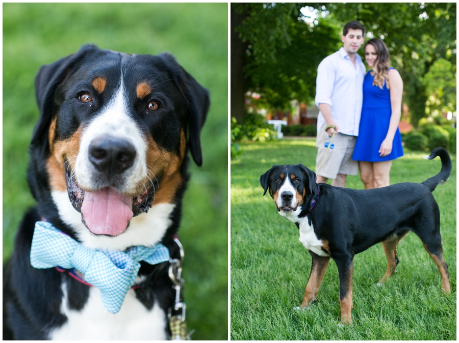 State House Puppy Engagement Photographer