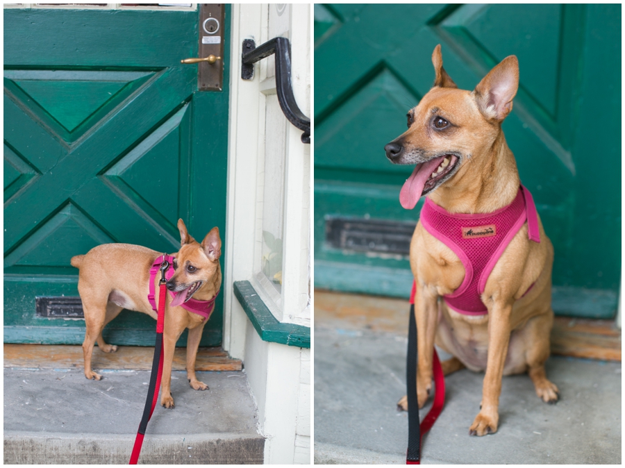 Dog Adventures - Chestnut Hill Pa Photographer - Chestnut Hill Street Photography