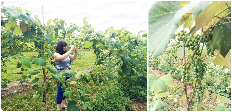 Heritage Vineyard - Traveling Wedding Photographers - New Jersey Location Scouting