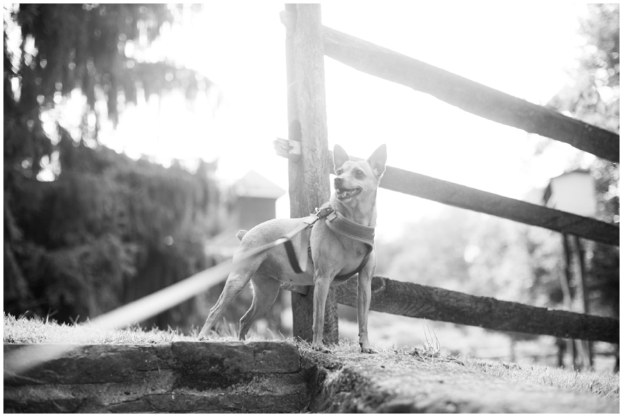 Audubon Center at Mill Grove Puppy Portrait - Philadelphia Lifestyle Photographers