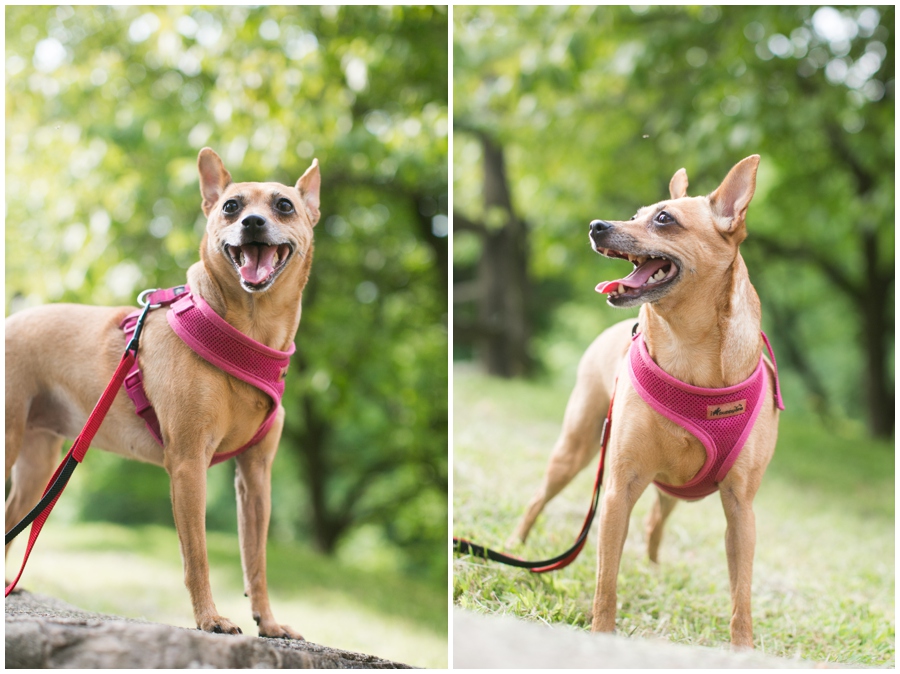 Audubon Center at Mill Grove Puppy Portrait - Philadelphia Lifestyle Photographers