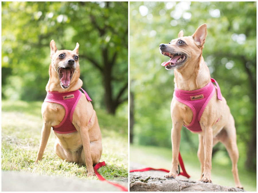 Audubon Center at Mill Grove Puppy Portrait - Philadelphia Lifestyle Photographers