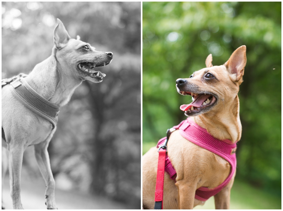 Audubon Center at Mill Grove Puppy Portrait - Philadelphia Lifestyle Photographers