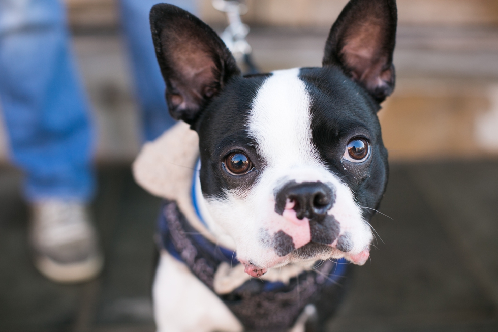 Manayunk Boston Terrier Engagement Photographer