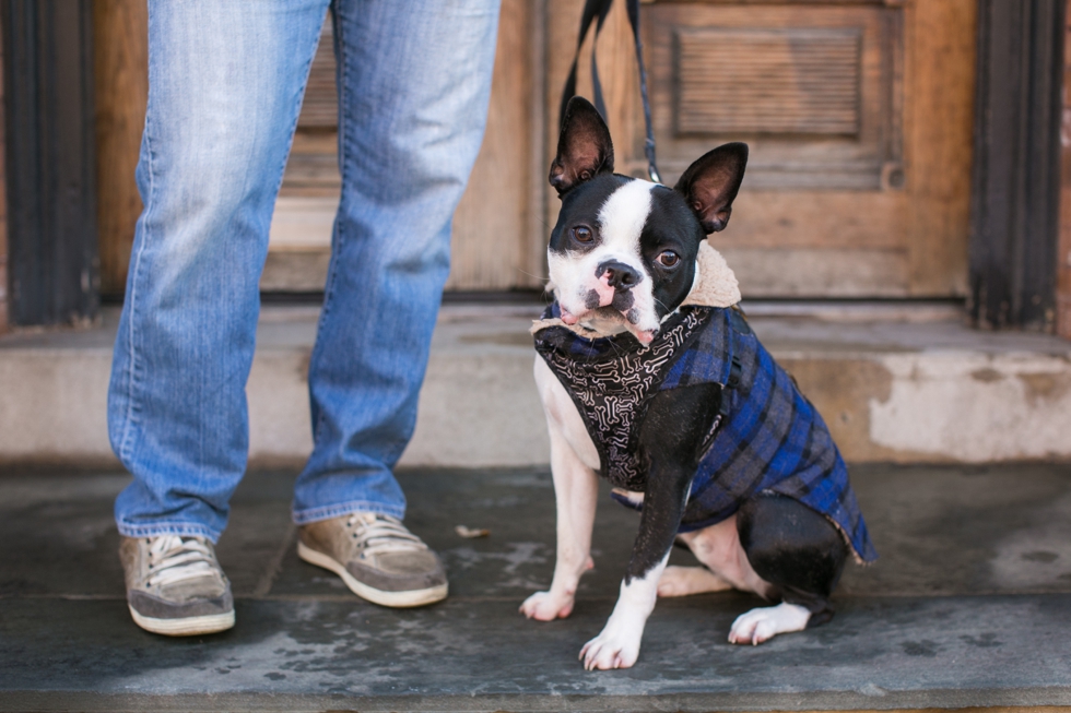 Manayunk Boston Terrier Engagement Photographer