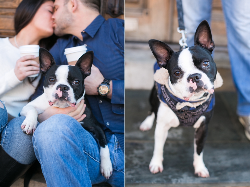 Manayunk Boston Terrier Engagement Photographer