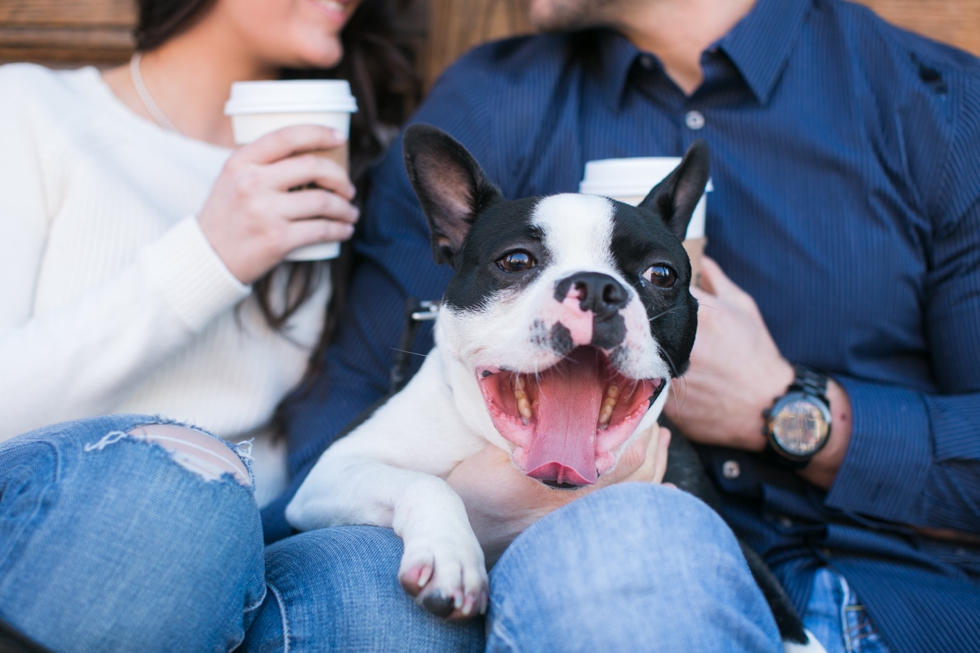 Manayunk Boston Terrier Engagement Photographer