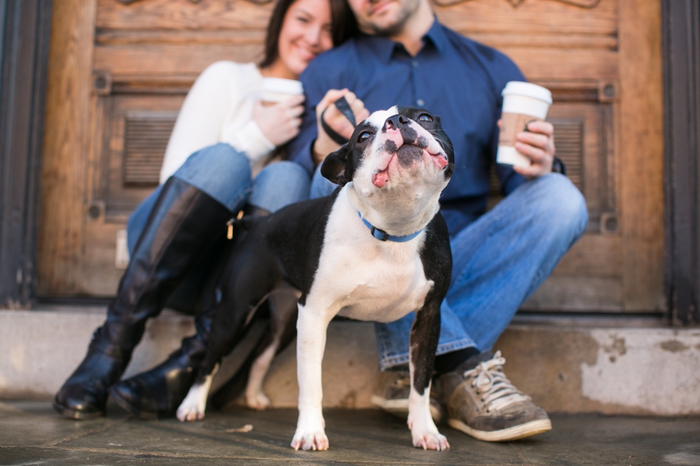 Manayunk Boston Terrier Engagement Photographer