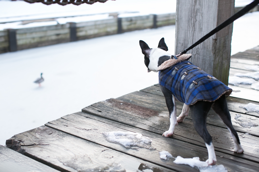 Manayunk Boston Terrier Engagement Photographer