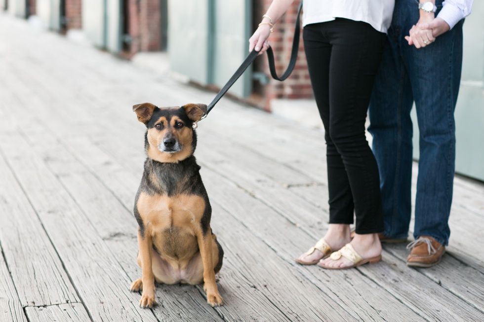 Inn at Henderson's Wharf - Fells Point Lifestyle Dog Engagement Session