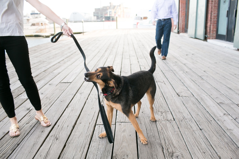 Inn at Henderson's Wharf - Fells Point Lifestyle Dog Engagement Session