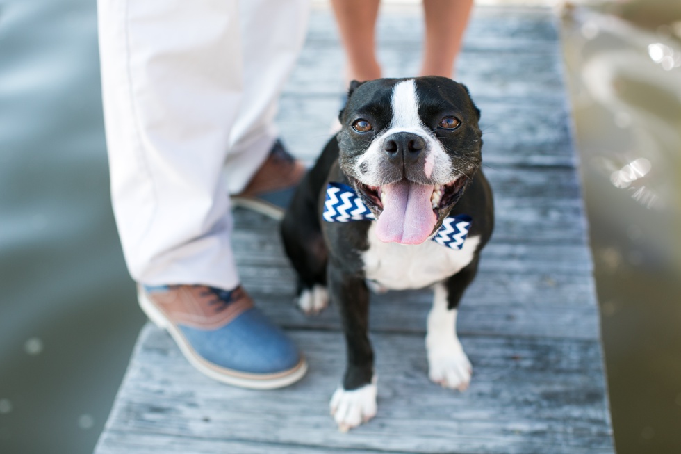 Cakes by Rachael - Boston Terrier Engagement Photographs