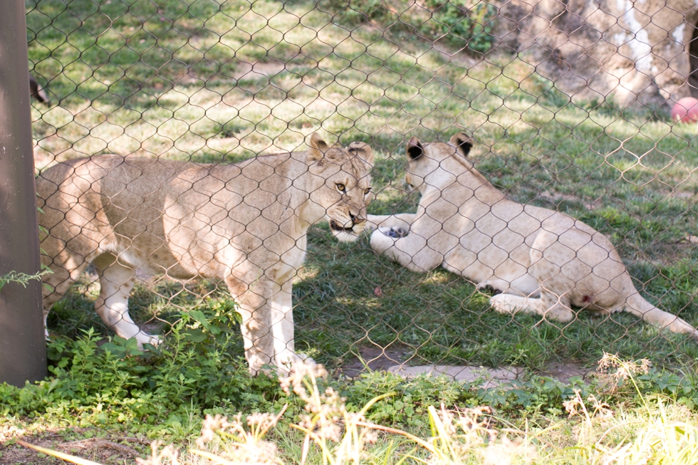 Philadelphia Zoo wedding Anniversary