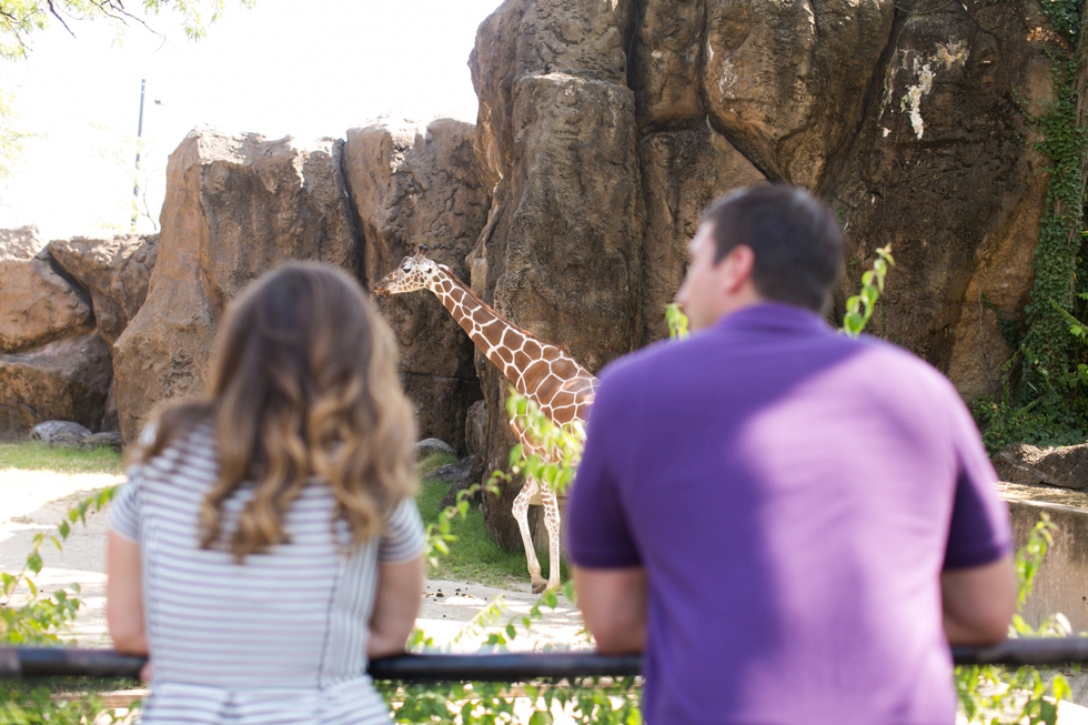 Philadelphia Zoo Anniversary Photographer - Giraffes