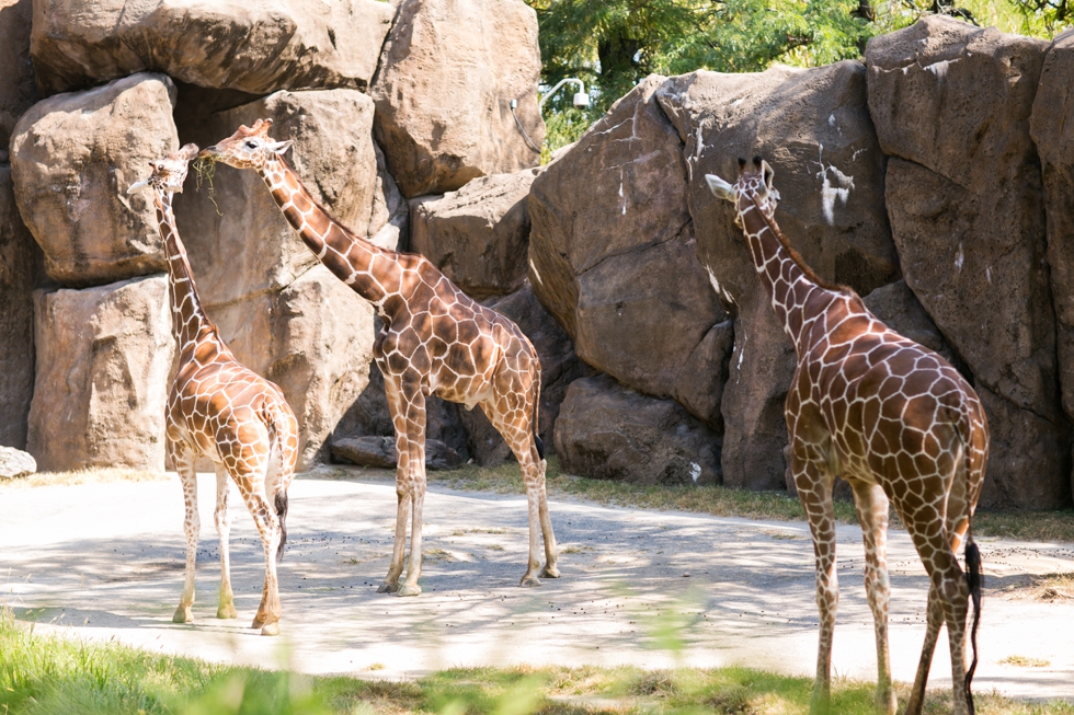 Philadelphia Zoo Anniversary Photographer - Giraffes