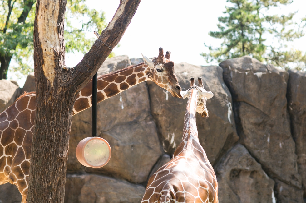 Philadelphia Zoo Anniversary Photographer - Giraffes