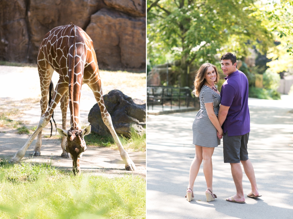 Philadelphia Zoo Anniversary Photographer - Giraffes