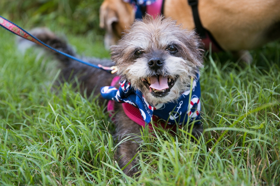 Annapolis Engagement photography - Dog Family Engagement Photographer