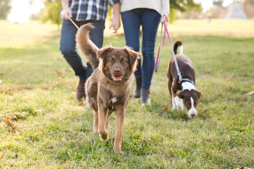 Destination Engagement Photographer in Philadelphia PA - Engagement Session with Dogs