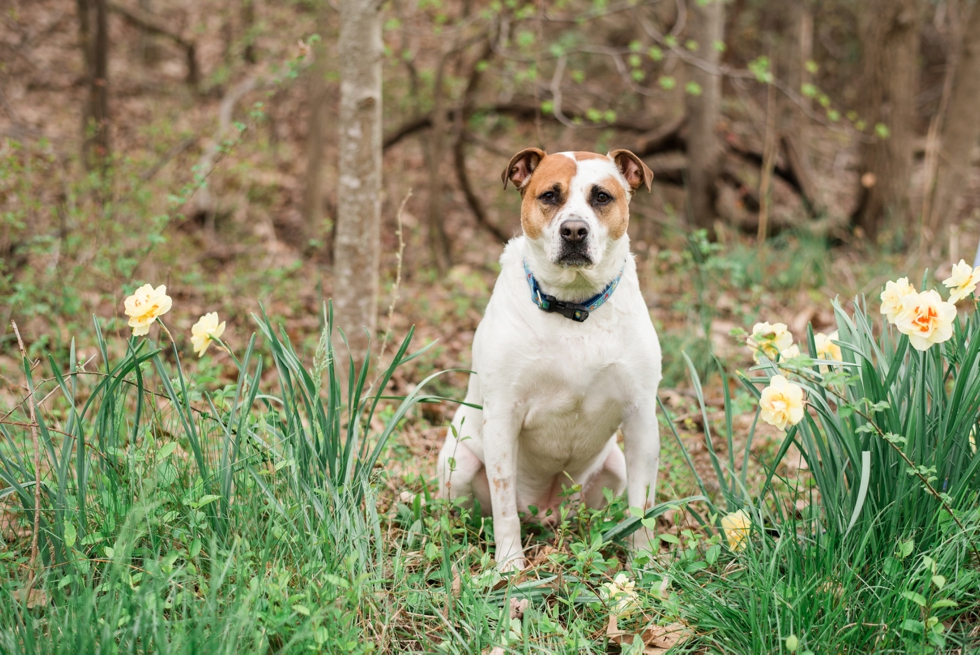 Port Annapolis Spring Engagement session - Dog in engagement photos