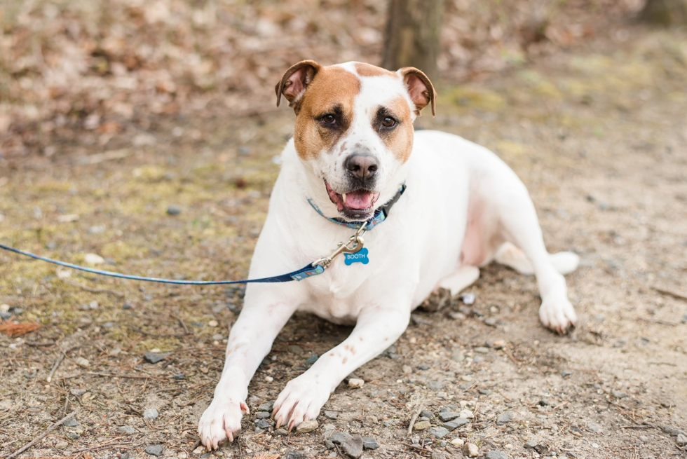 Back Creek Annapolis Maryland Engagement session - Dog in engagement photos