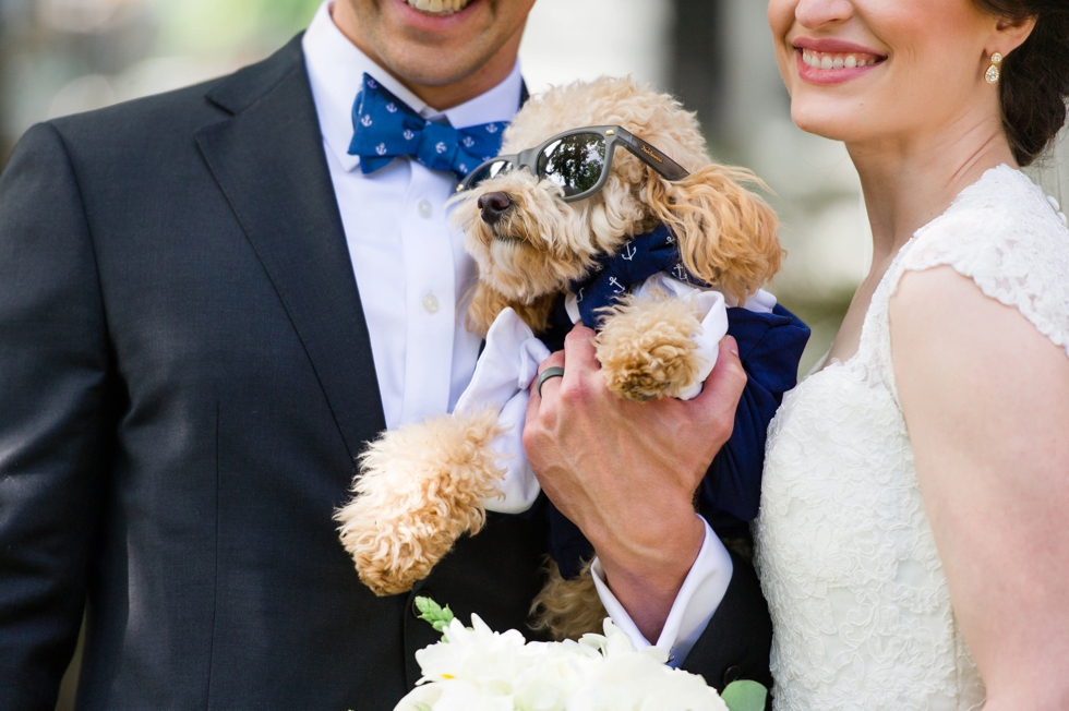 Tidewater Inn Wedding in Easton Maryland - First Look Poodle Puppy