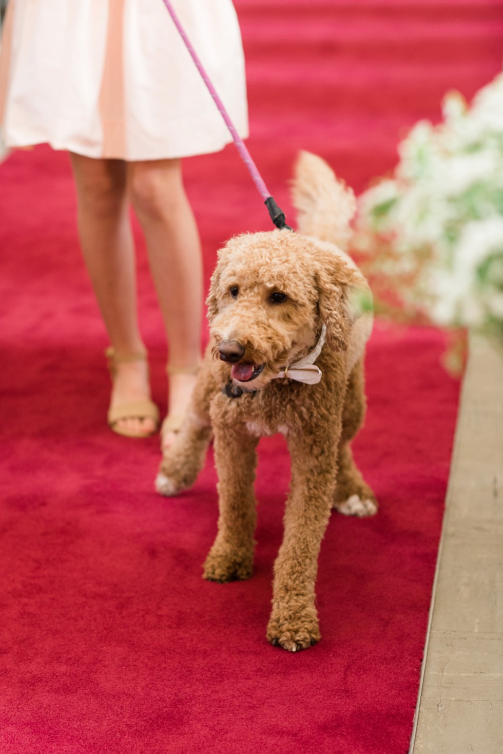 Pet Friendly Wedding Venue - Tidewater Inn Wedding 