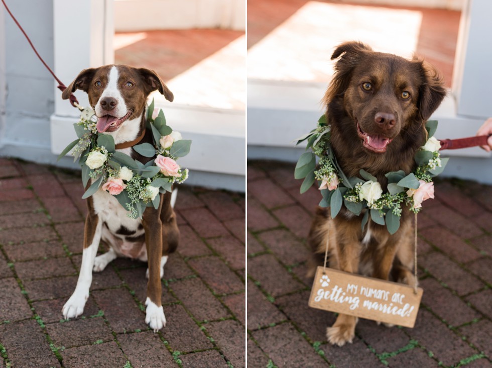 Baltimore Museum of Industry wedding dog party with floral collars made by Scentsational Florals